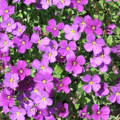 Flower Seeds, Seeds,Seeds For Planting,Plant Seeds