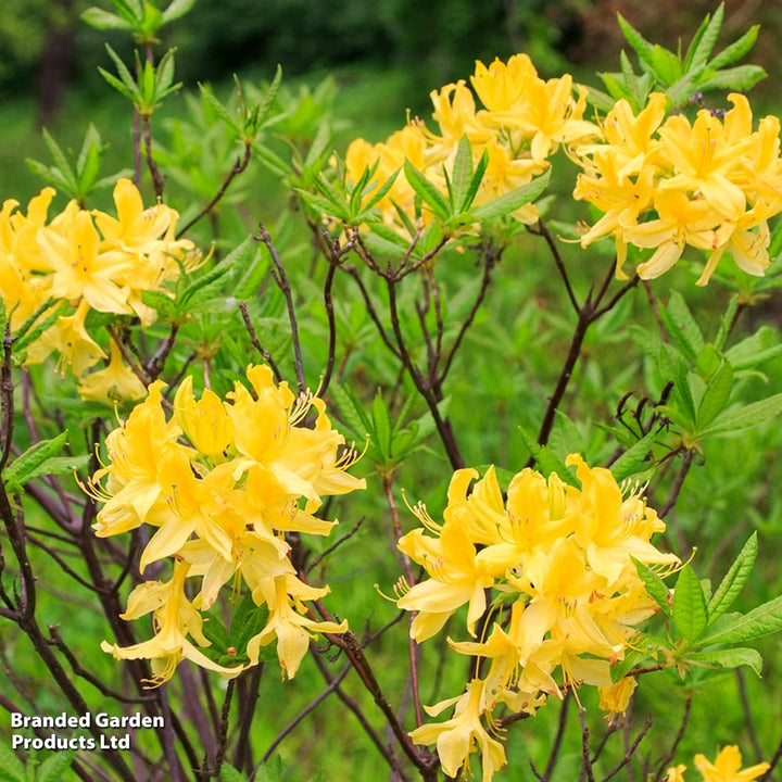 Yellow Green Azalea Flower Seeds for Planting – Heirloom, Non-GMO, High Germination, Organic Garden Seeds