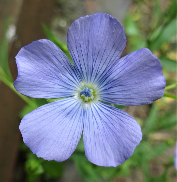 Usitatissimum Flower seeds for Planting – Bright Blooms, Heirloom & GMO Free Seeds for Home Garden