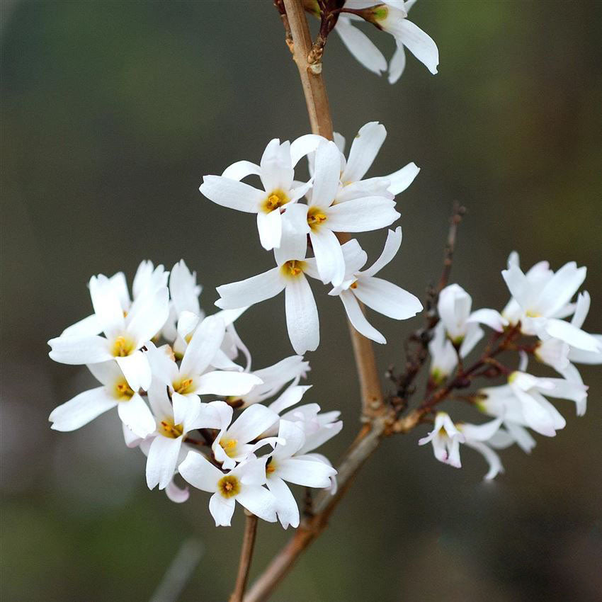 White Forsythia Abeliophyllum distichum Flower Seeds for Planting – Heirloom Non-GMO High Germination Organic Garden Seeds