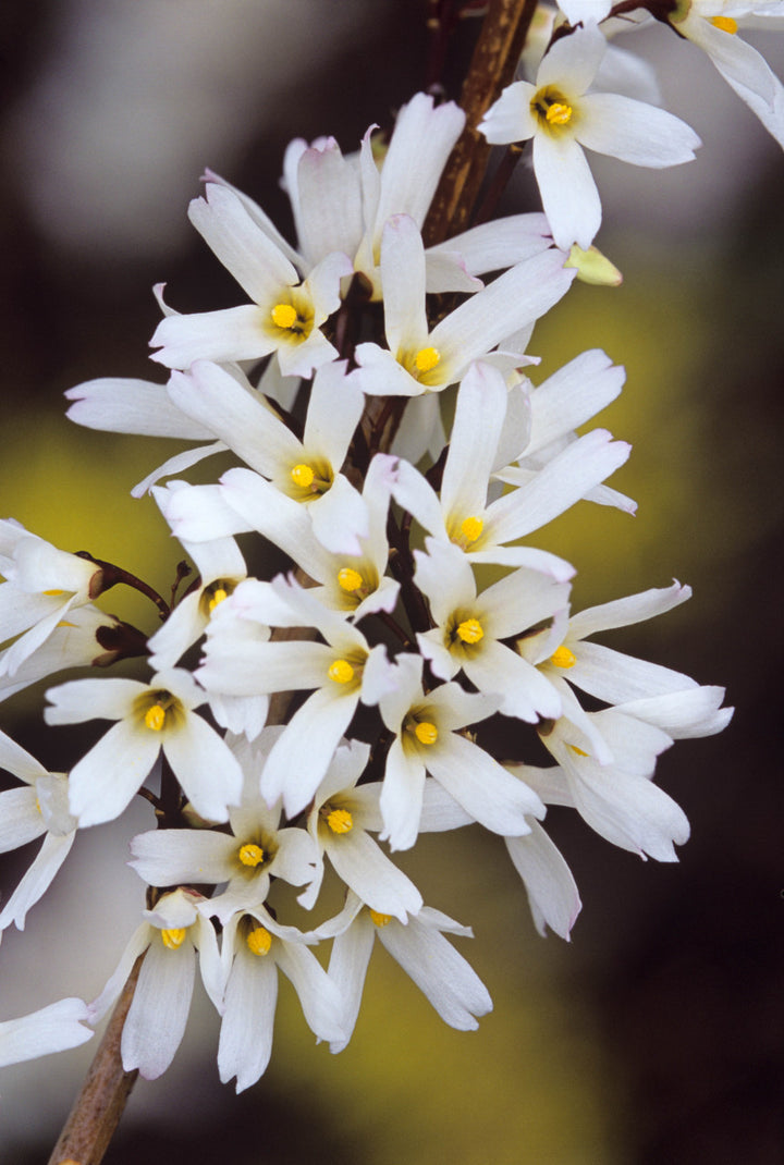 White Forsythia Abeliophyllum distichum Flower Seeds for Planting – Heirloom Non-GMO High Germination Organic Garden Seeds