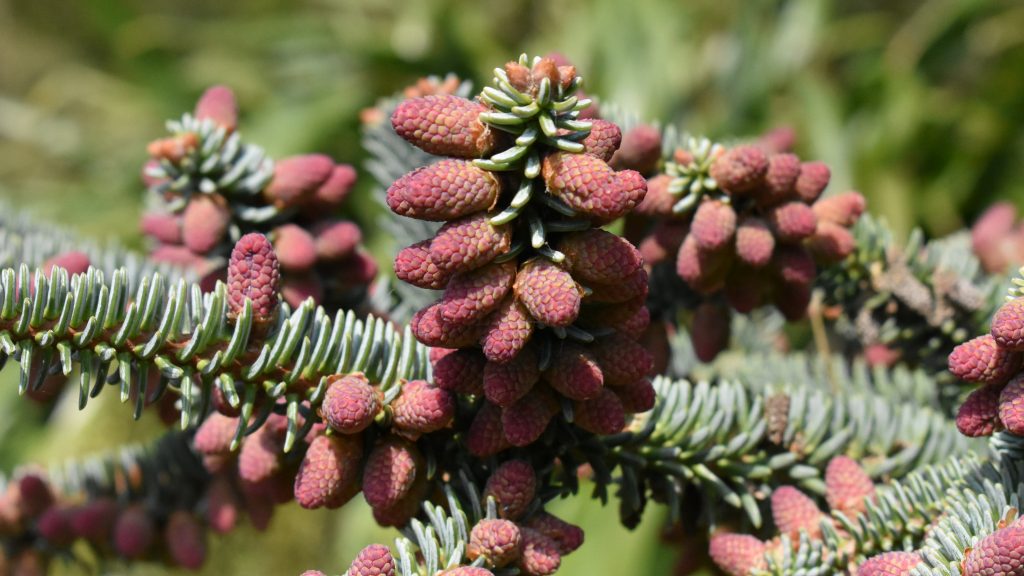 Red Apinsapo Herb Seeds – Heirloom, Non-GMO Seeds for High Productivity Garden Planting