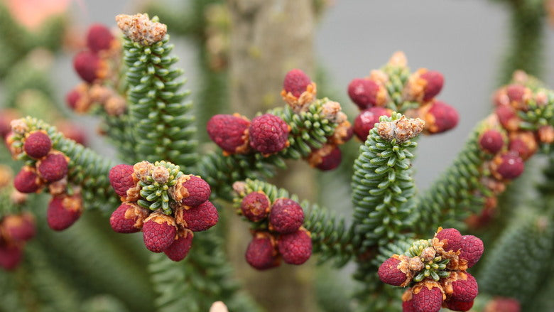 Red Apinsapo Herb Seeds – Heirloom, Non-GMO Seeds for High Productivity Garden Planting