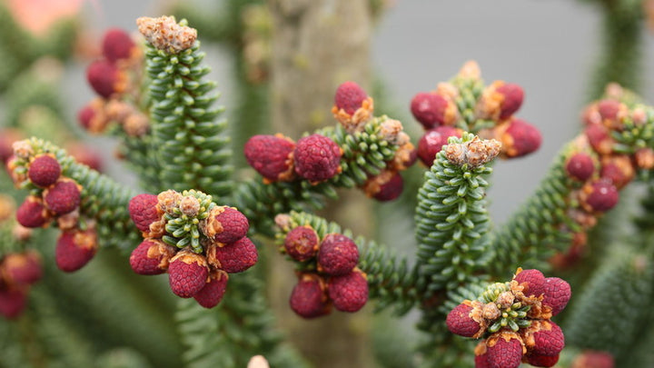 Red Apinsapo Herb Seeds – Heirloom, Non-GMO Seeds for High Productivity Garden Planting