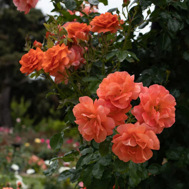 Dark Orange Climbing Rose Seeds Flower Seeds for Planting – Heirloom, Non-GMO, Hardy Home Garden Variety