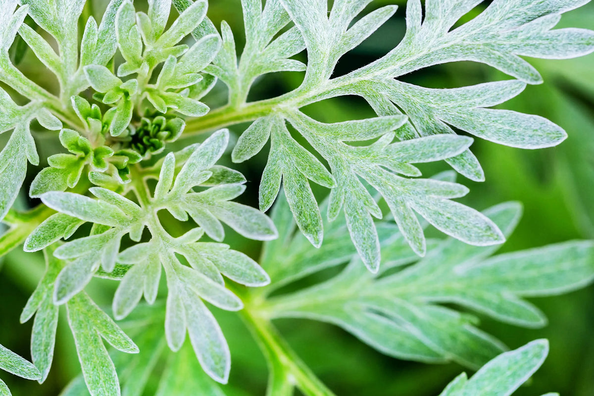 Green Absinthe Herb Seeds for Planting – Heirloom, Non-GMO, Organic Garden Seeds with High Germination