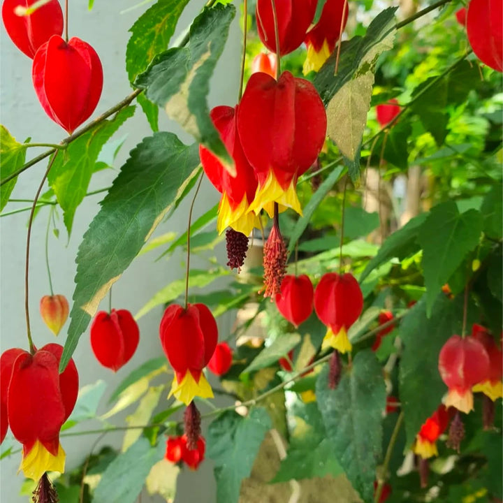 Red Pyrostegia Venusta Flower Seeds for Planting – Heirloom, Non-GMO, High Germination Organic Garden Seeds