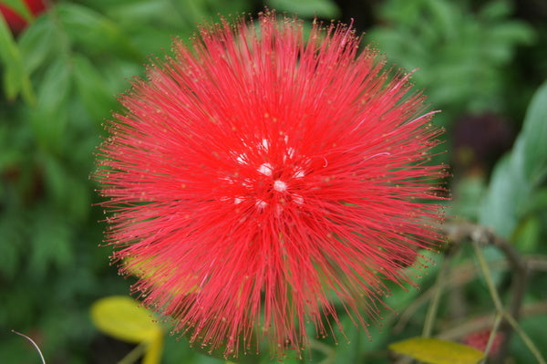 Red Acacia Flower Seeds for Planting - Heirloom, Non-GMO, High Germination Organic Garden Seeds
