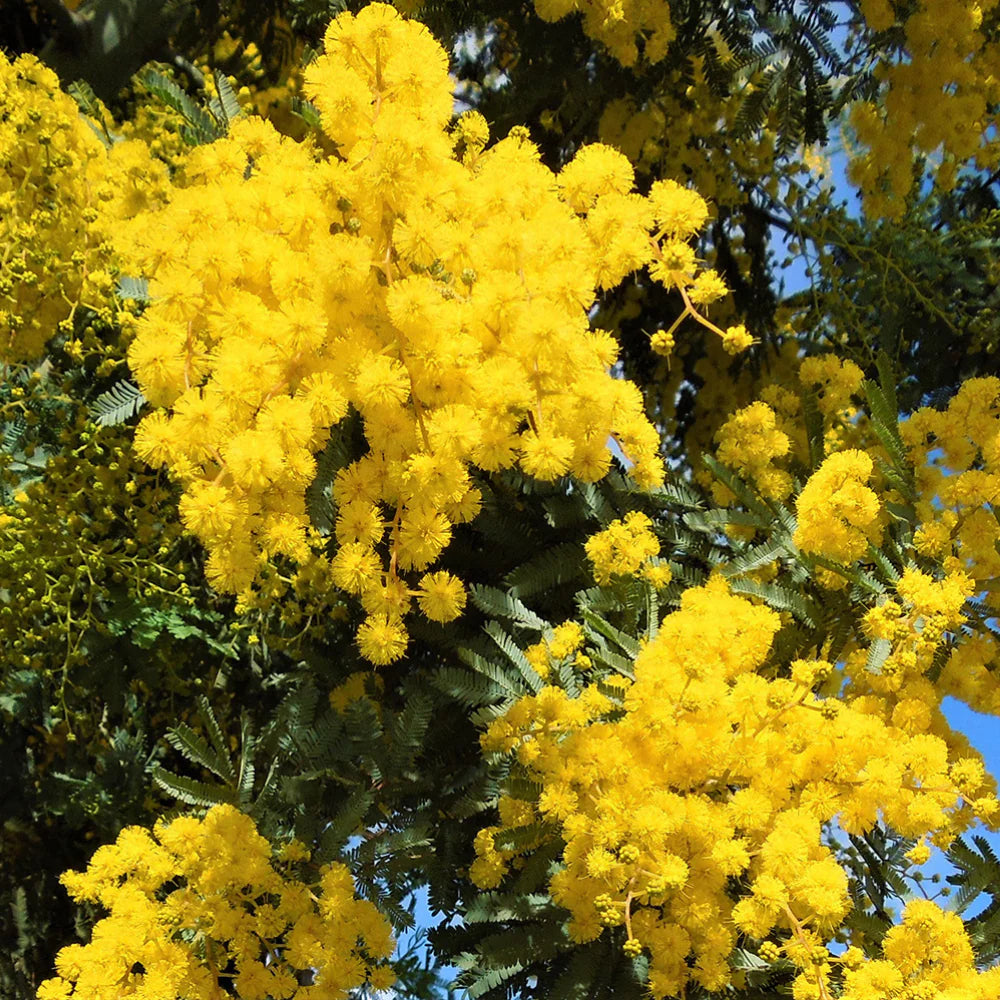 Yellow Acacia Perennial Flower Seeds for Planting, Heirloom Non-GMO Organic Garden Seeds