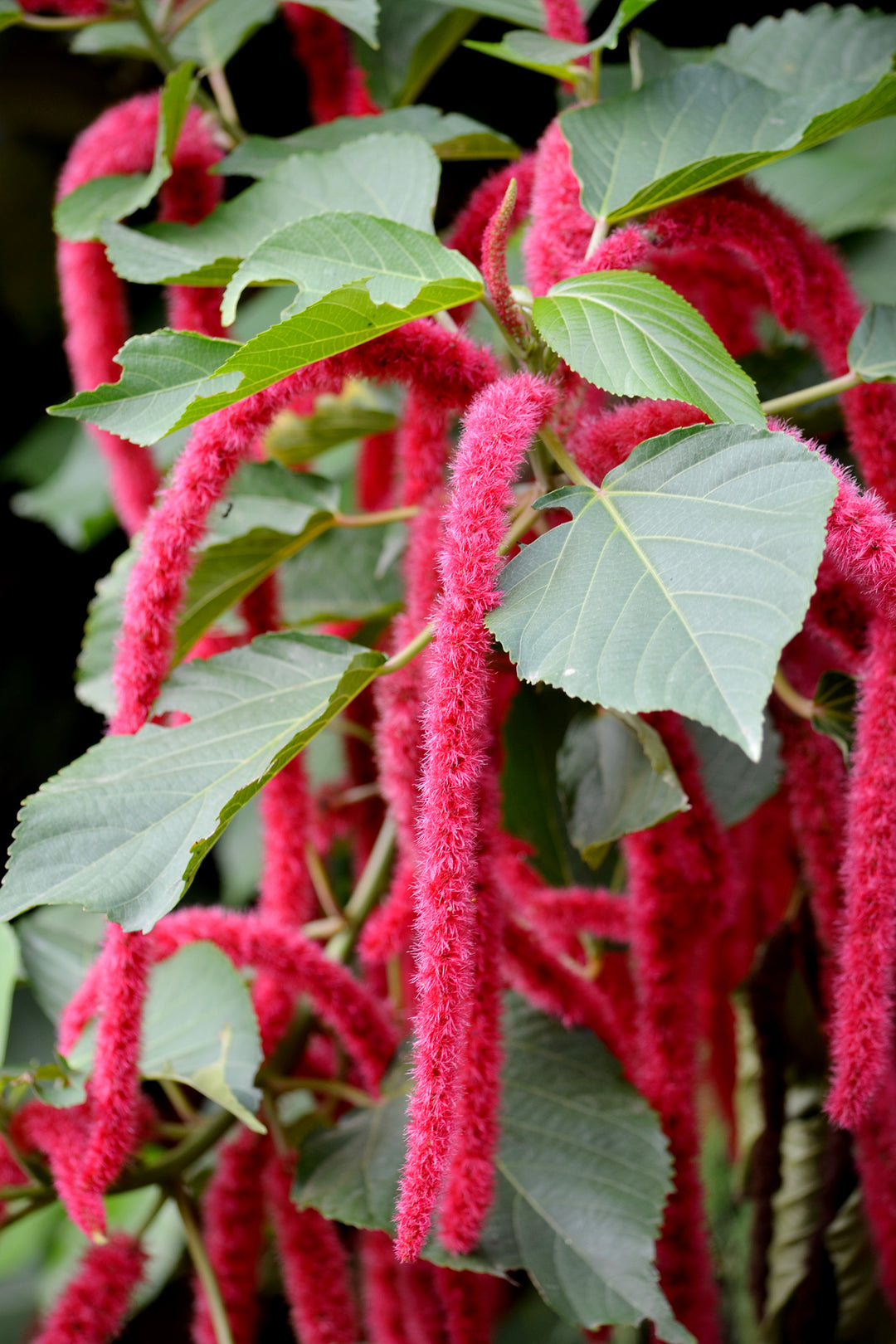 Acalypha Flower Seeds for Planting – Heirloom, Non-GMO, High Germination Organic Garden Seeds