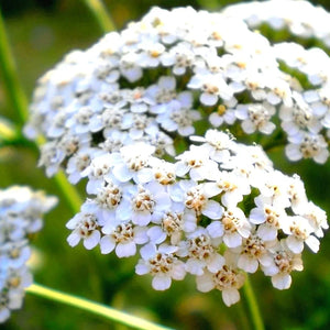 Flower Seeds, Seeds,Seeds For Planting,Plant Seeds
