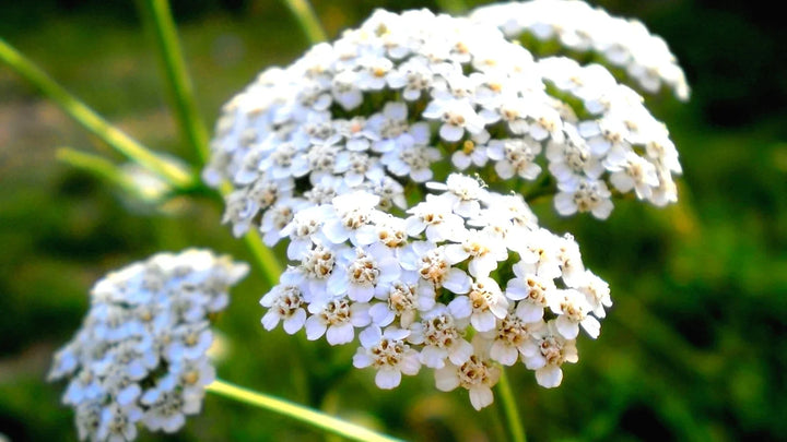 Flower Seeds, Seeds,Seeds For Planting,Plant Seeds