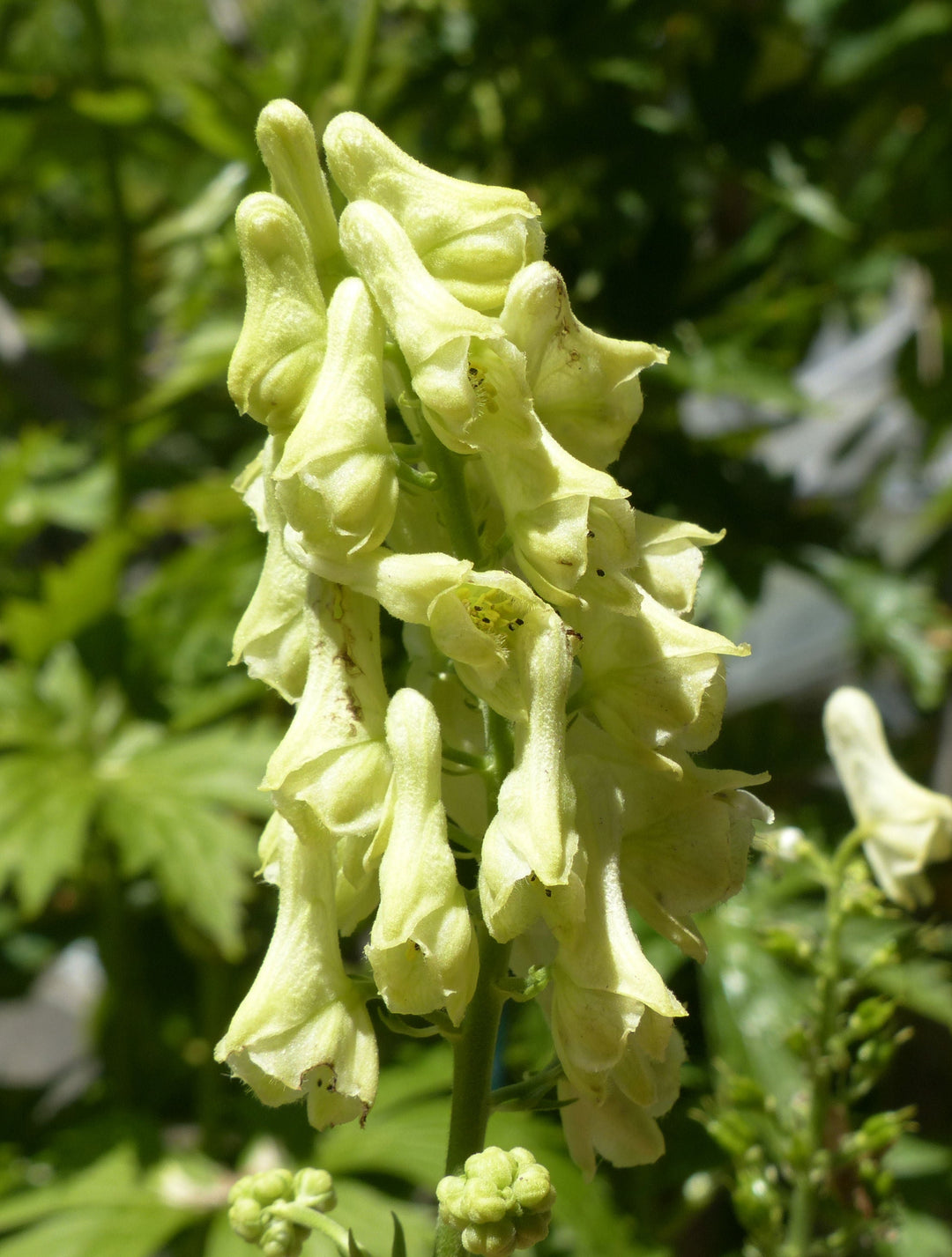 Flower Seeds, Seeds,Seeds For Planting,Plant Seeds