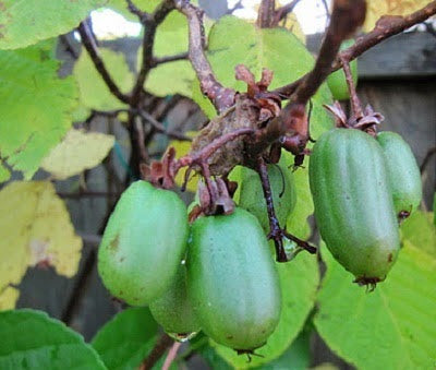 Green Actinidia Kolomikta Fruit seeds – Heirloom, Non-GMO Seeds for Planting Hardy Kiwi Vines