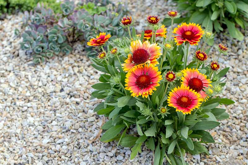Gaillardia Flower Seeds for Planting – Compact Growth, Heirloom, Non-GMO Seeds for Home Garden