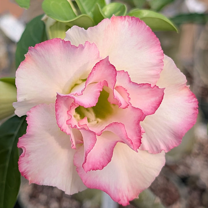 White Pink Adenium Obesum Flower Seeds for Planting – Garden Favorite, Heirloom & Non-GMO Home Garden Seeds
