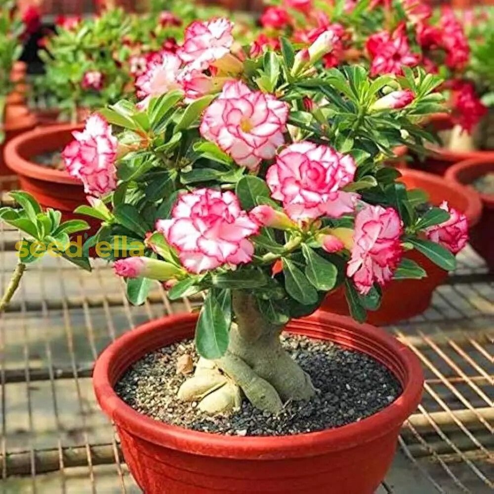 Adenium Flower Seeds for Planting – Heirloom Non-GMO, High Germination Organic Garden Seeds