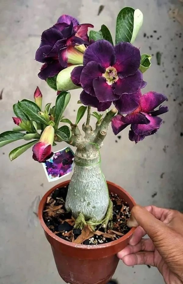 Adenium Flower Seeds for Planting Heirloom Non-GMO High Germination Organic Garden Seeds