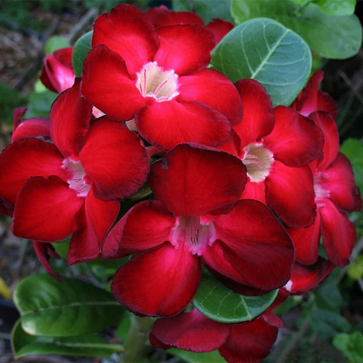 Deep Red Adenium Obesum Flower Seeds for Planting – Heirloom Non-GMO Organic Garden Seeds with High Germination