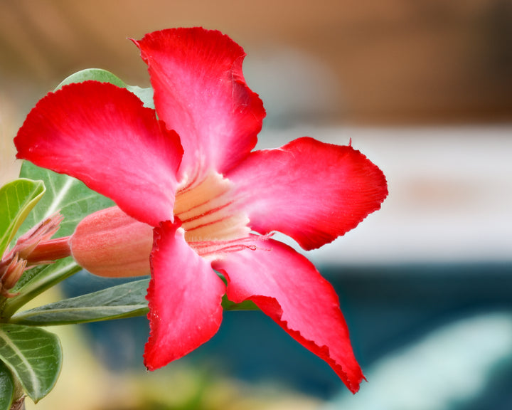 Adenium Obesum Flower Seeds for Planting – Heirloom Non-GMO, High Germination Organic Garden Seeds