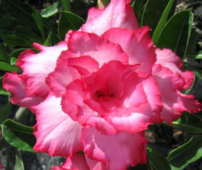 White Pink Adenium Flower Seeds for Planting – Heirloom, Non-GMO, Wildflower Mix, High Germination