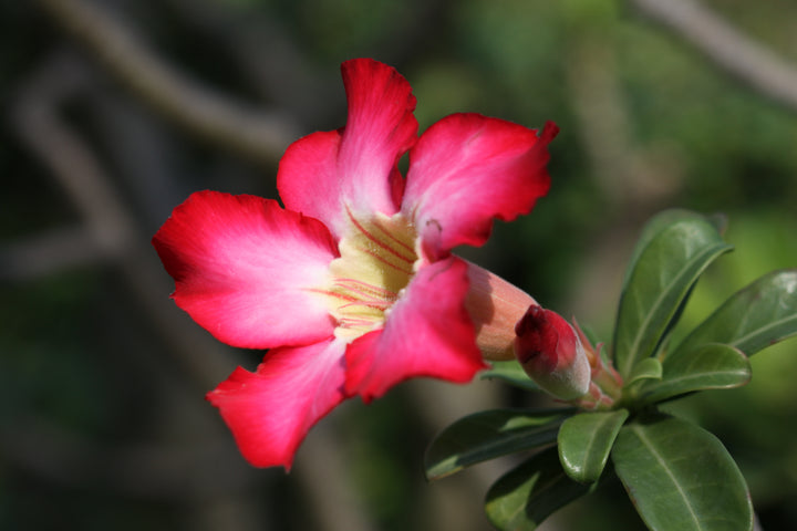 Adenium Obesum Flower Seeds for Planting – Heirloom Non-GMO, High Germination Organic Garden Seeds