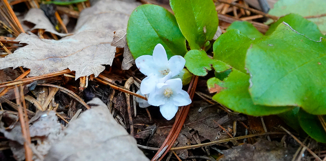 Trailing Arbutus Seeds for Planting – Heirloom, Non-GMO, High Germination Organic Garden Seeds for Vibrant Home Gardens