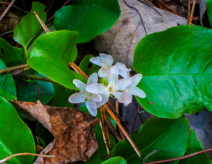 Trailing Arbutus Seeds for Planting – Heirloom, Non-GMO, High Germination Organic Garden Seeds for Vibrant Home Gardens