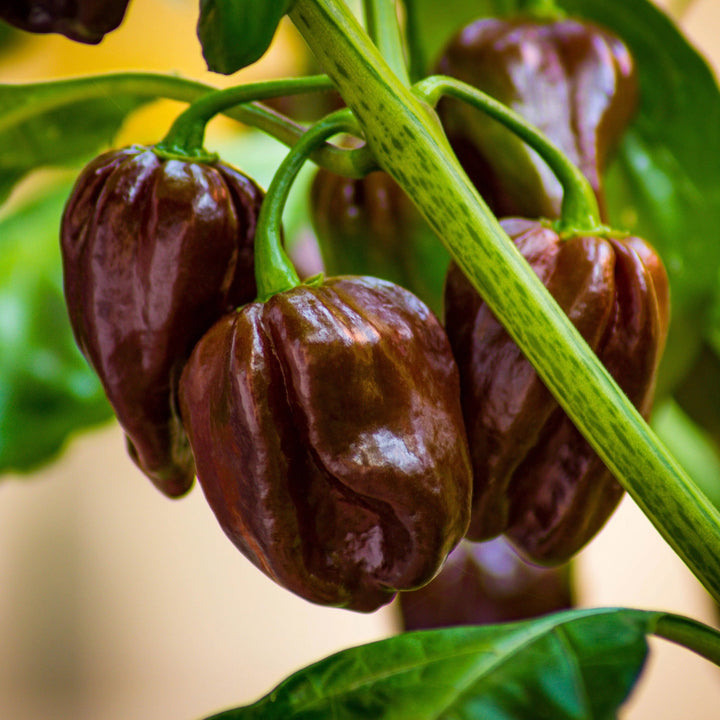 Chocolate Pepper Seeds for Planting – Heirloom Non-GMO Spicy Chili – Organic Garden Seeds, High Germination