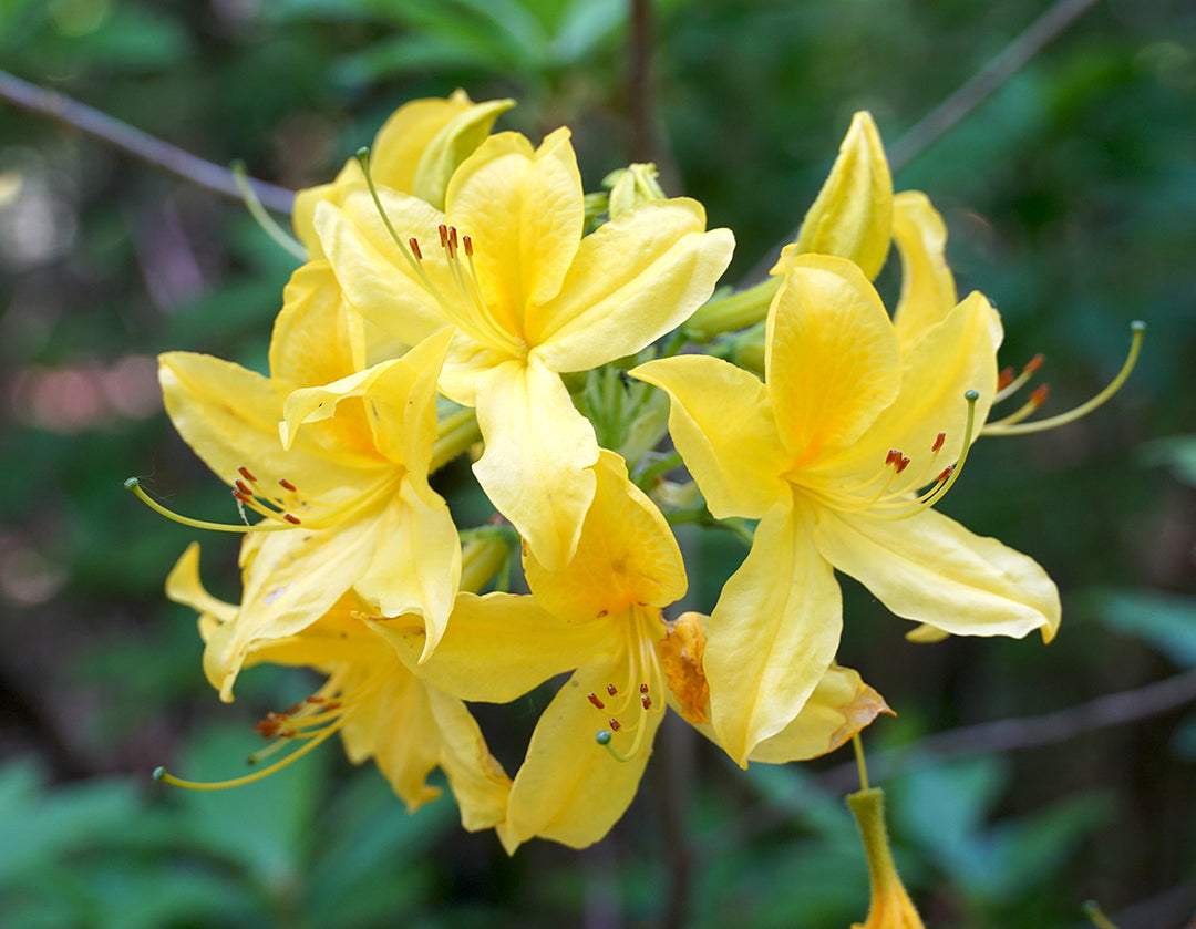 Yellow Azalea Flower Seeds for Planting – Long Bloom Season, Heirloom, Non-GMO, High Germination Organic Garden Seeds