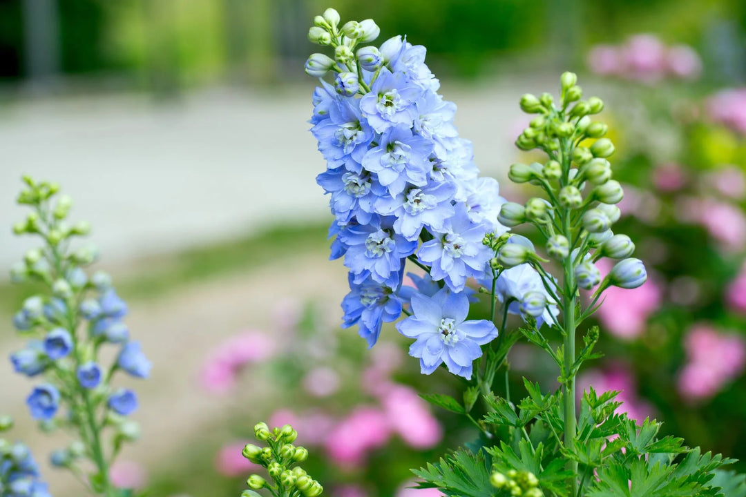 Blue Mini Matthiola Flower Seeds for Planting – Heirloom, Non-GMO, Bright Blooms, High Germination