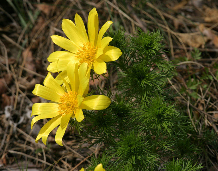 Yellow Adonis Flower Seeds for Planting – Cottage Garden Essential, Heirloom, Non-GMO, Organic Garden Seeds