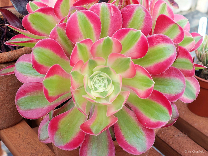 Pink Green Succulent Flower Seeds – Heirloom, Non-GMO, Shade-Tolerant Garden Seeds