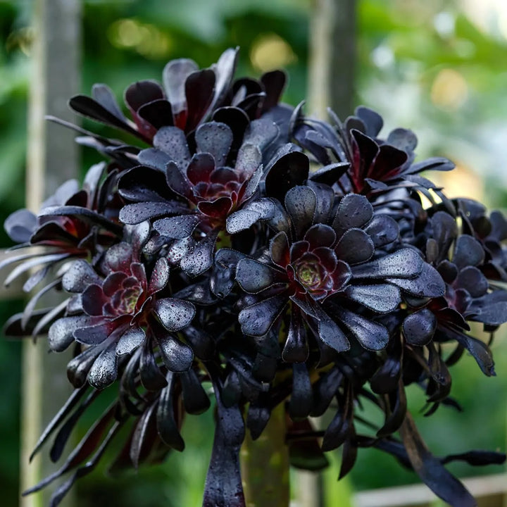 Black Atropureum Flower Seeds for Planting – Heirloom Non-GMO, High Germination Organic Garden Seeds