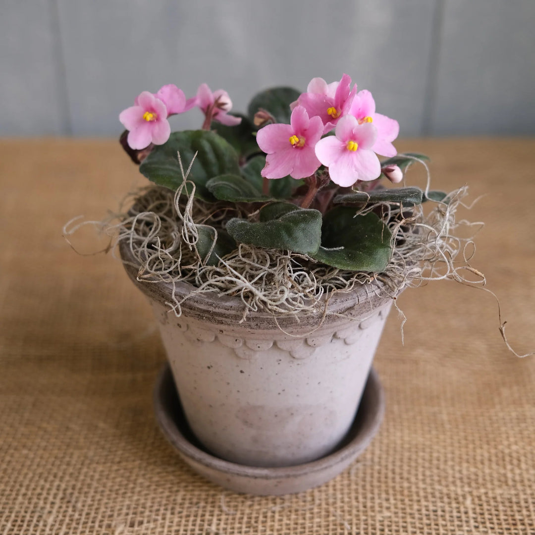 Soft Pink Mini Violet Rare Flower Seeds for Planting – Heirloom, Non-GMO, High Germination Garden Seeds