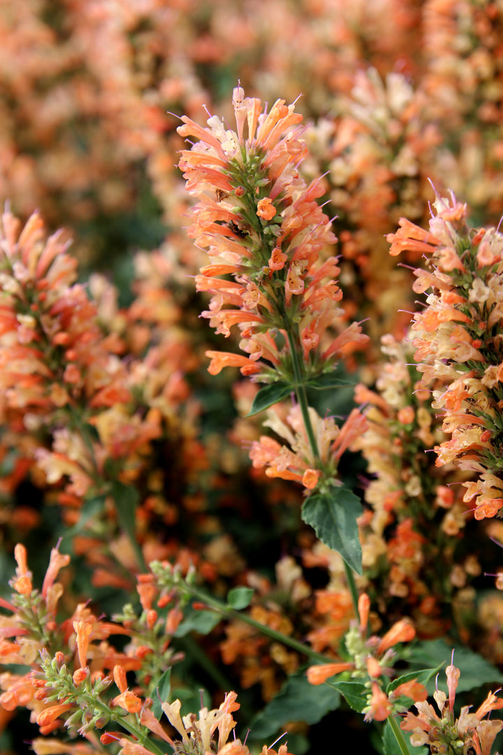 Orange Agastache Flower Seeds for Planting – Heirloom, Non-GMO, Long Bloom Season, Organic Garden Seeds