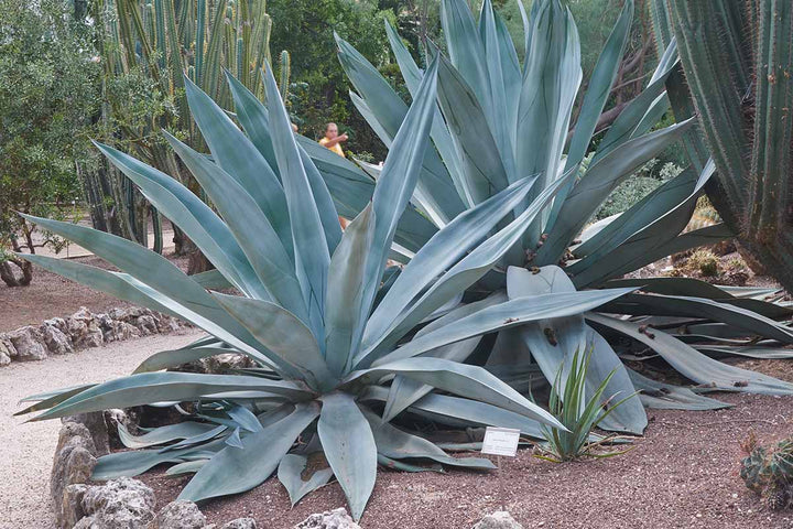 Blue Maguey Aloe Flower Seeds for Planting – Easy to Grow Heirloom Non-GMO Seeds