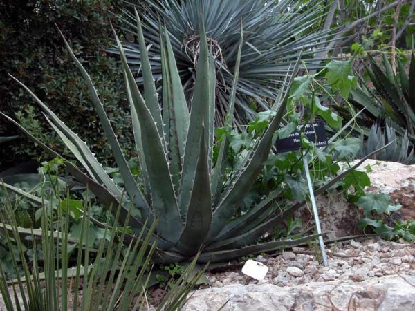 Green Agave Kerchovei Flower Seeds for Planting – Heirloom Non-GMO Seeds, High Germination, Organic Garden Seeds