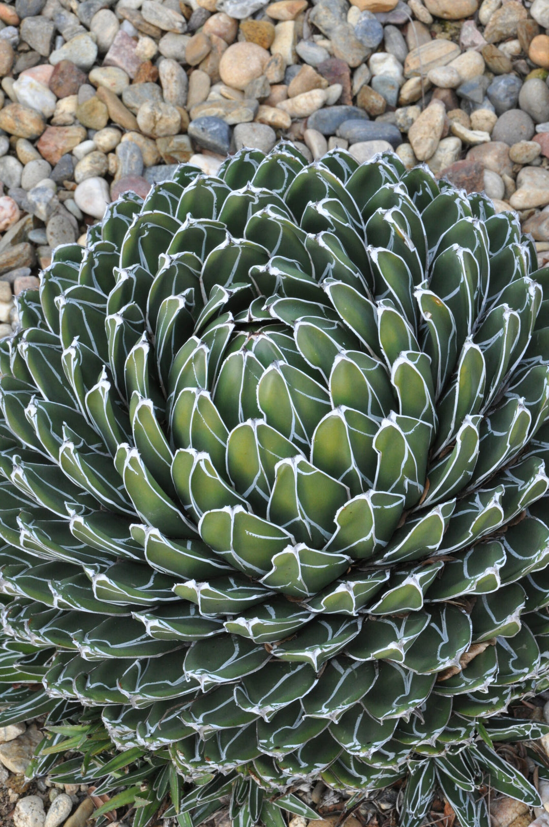 Green Agave Victoria Reginae Flower Seeds for Planting | Heirloom Non-GMO High Germination Organic Garden Seeds
