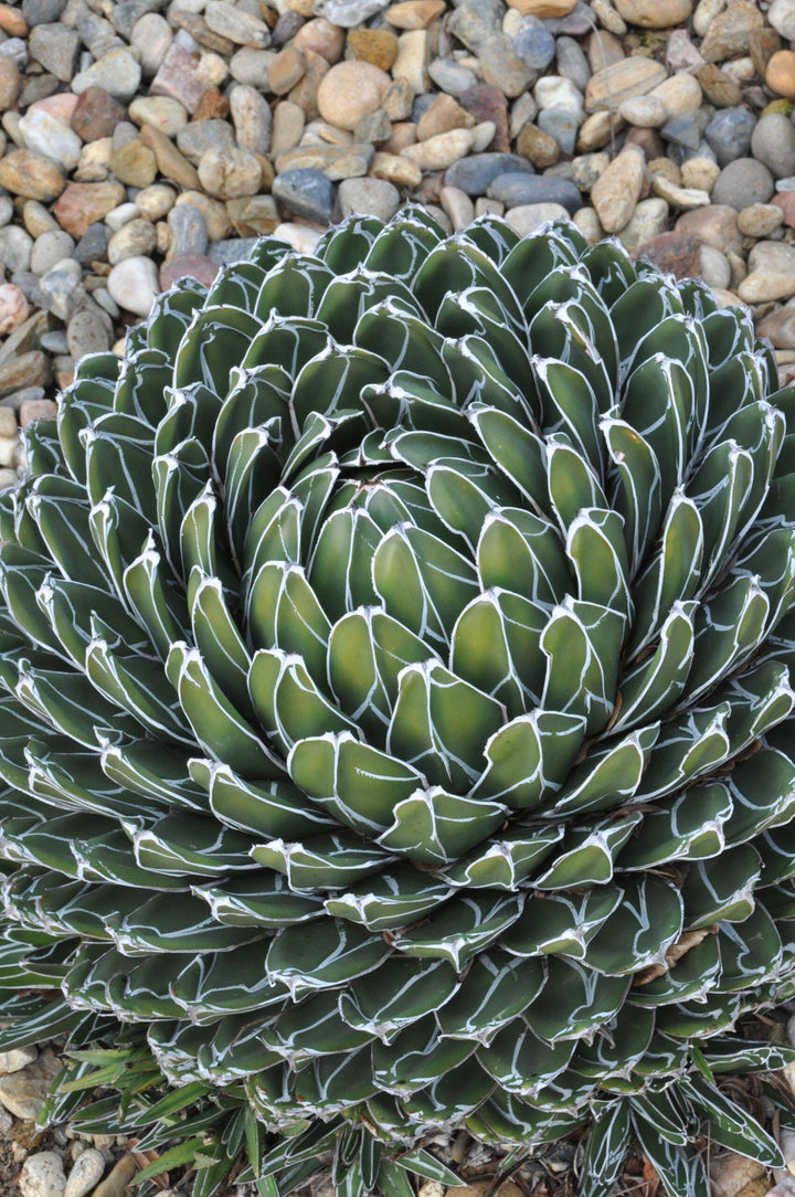 Green Agave Victoria Reginae Flower Seeds for Planting | Heirloom Non-GMO High Germination Organic Garden Seeds