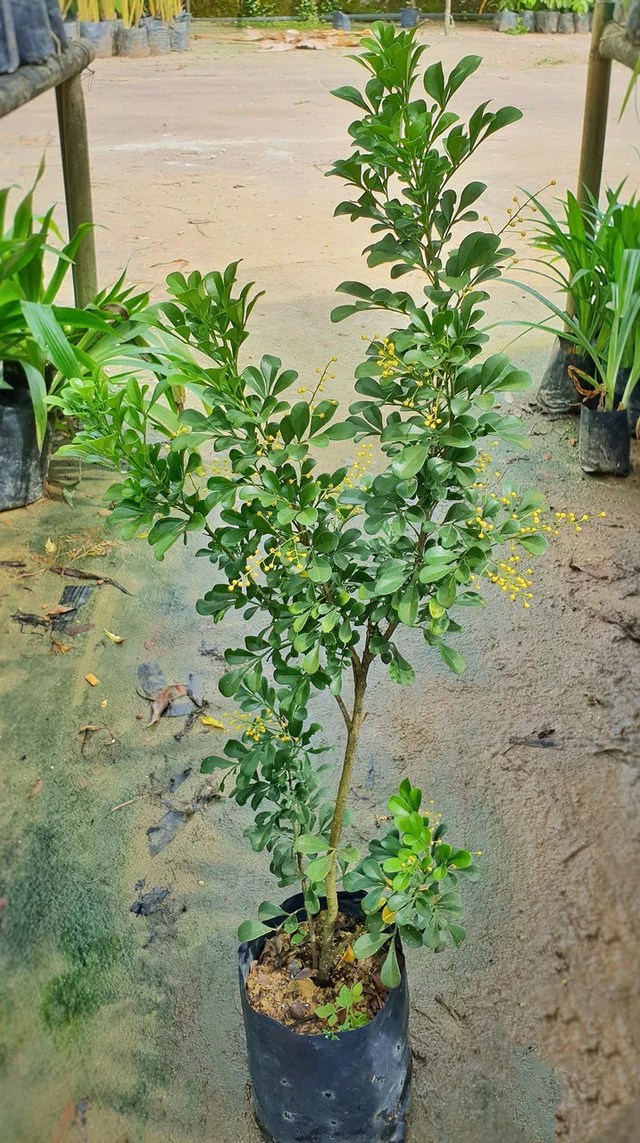 Bonsai Aglaia Odorata Flower Seeds for Planting - Perfect for Borders, Heirloom & GMO Free Seeds for Home Garden