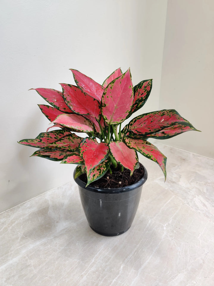 Red Aglaonema Seeds for Planting – Heirloom, Non-GMO, High Germination