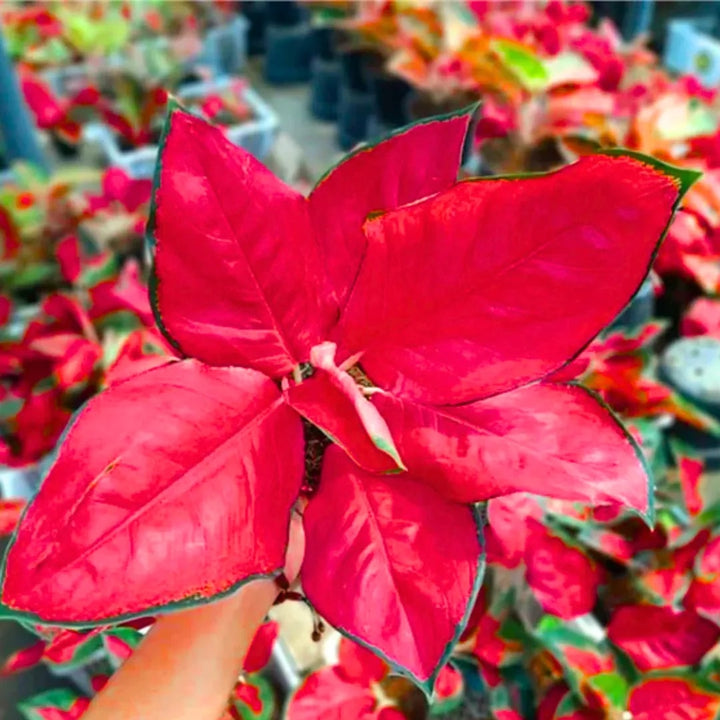 Red Aglaonema Flower seeds for Planting – Wildflower Mix, Heirloom & GMO Free Seeds for Home Garden, Non-GMO High Germination Organic Garden Seeds