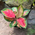 Green Red Aglaonema Flower Seeds for Planting – Heirloom, Non-GMO, High Germination Organic Garden Seeds