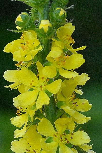 Agrimonia Flower Seeds for Planting – Heirloom, Non-GMO, High Germination, Organic Garden Seeds