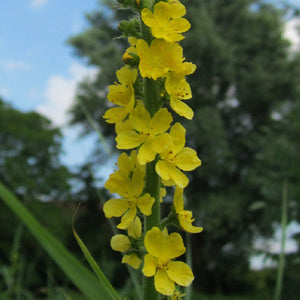 Flower Seeds, Seeds,Seeds For Planting,Plant Seeds