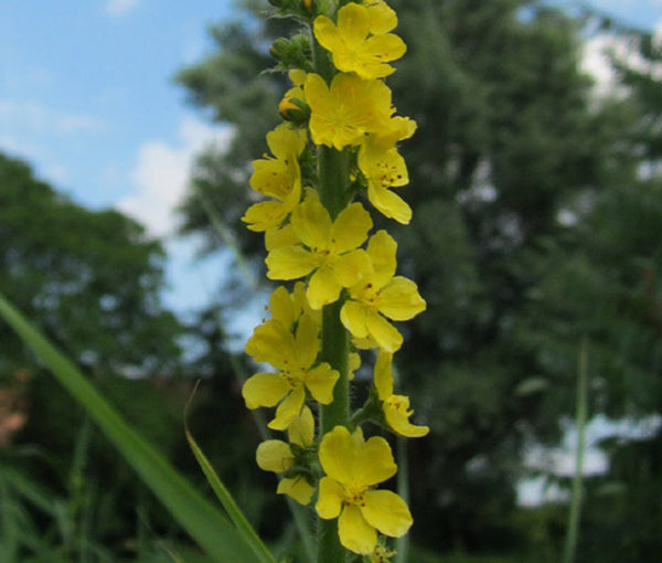 Flower Seeds, Seeds,Seeds For Planting,Plant Seeds
