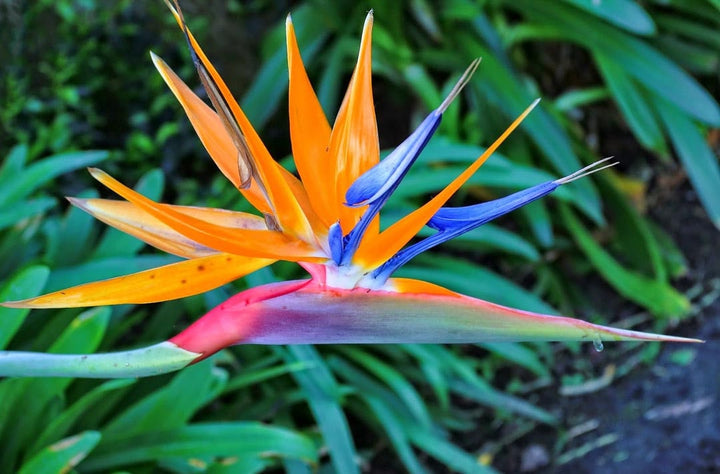 Yellow Blue Strelitzia Reginae Seeds Flower Seeds for Planting – Pollinator Friendly, Heirloom, Non-GMO