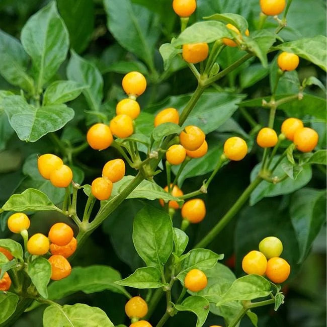 Aji Dulce Yellow Round Pepper Seeds – Heirloom Non-GMO Mild Sweet Chili Seeds for Planting