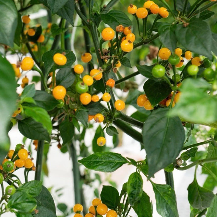 Aji Dulce Yellow Round Pepper Seeds – Heirloom Non-GMO Mild Sweet Chili Seeds for Planting